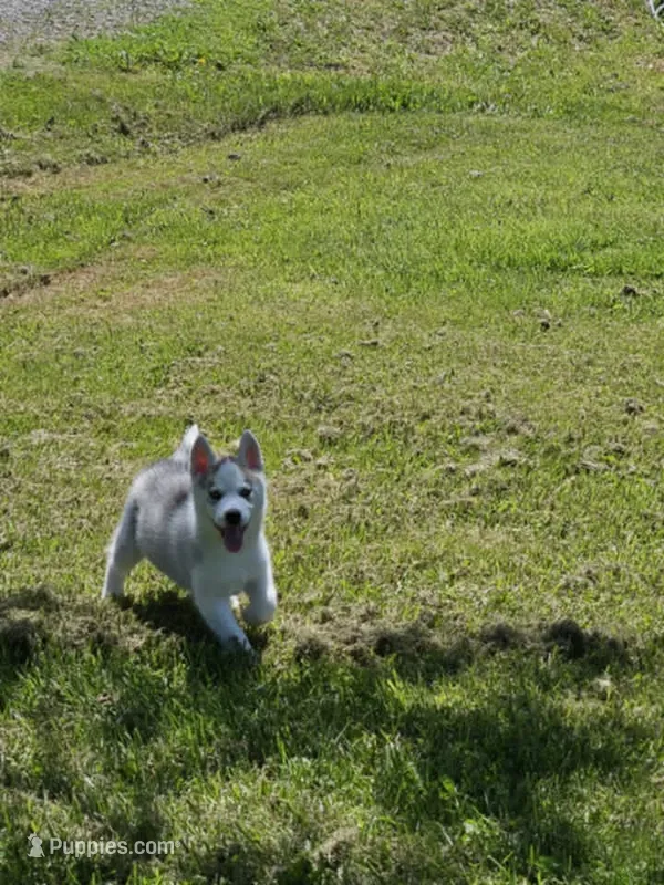 Luna boy 1 – Siberian Husky puppy for sale in Pittsville, WI