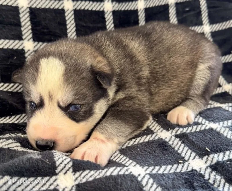 Kova boy 3 – Siberian Husky puppy for sale in Pittsville, WI