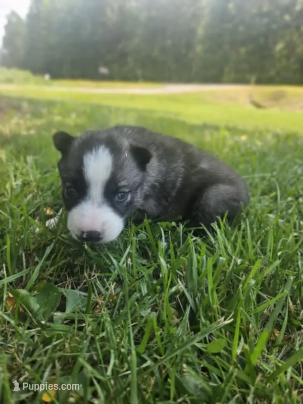 Nightmare boy 1 – Siberian Husky puppy for sale in Pittsville, WI