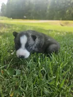 Nightmare boy 1, a male Siberian Husky for sale in Pittsville, WI – 3 of 4