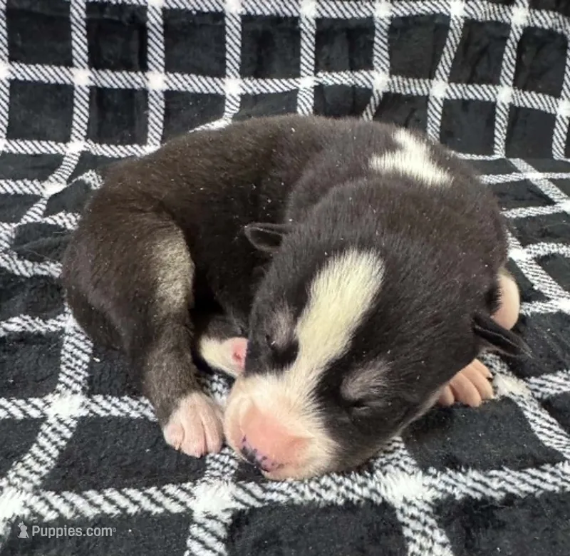 Kova boy 2 – Siberian Husky puppy for sale in Pittsville, WI