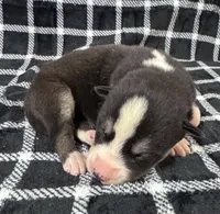 Kova boy 2, a male Siberian Husky for sale in Pittsville, WI – 1 of 1