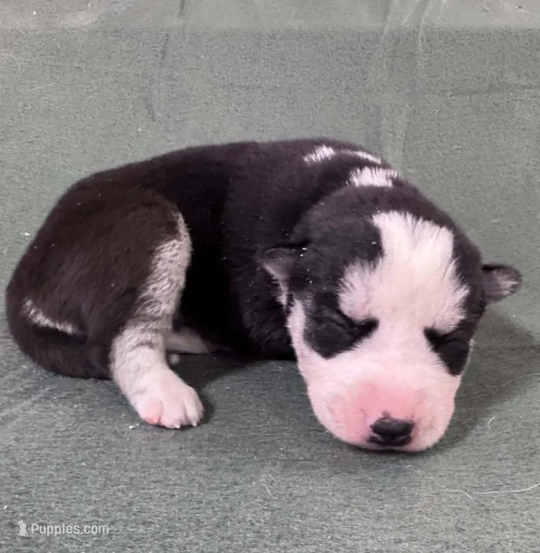 Kova girl 3 – Siberian Husky puppy for sale in Pittsville, WI