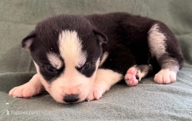 Kova girl 2 – Siberian Husky puppy for sale in Pittsville, WI