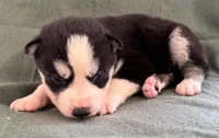 Kova girl 2, a female Siberian Husky for sale in Pittsville, WI – 7 of 8
