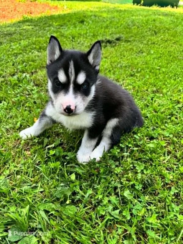 foxy boy 2 – Siberian Husky puppy for sale in Pittsville, WI