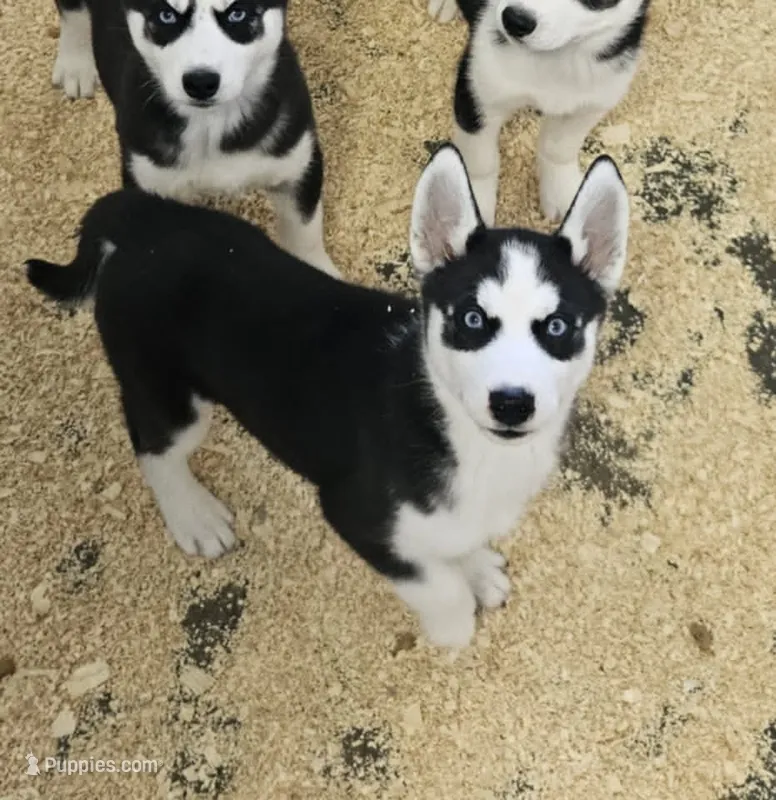 Kova girl 3 – Siberian Husky puppy for sale in Pittsville, WI
