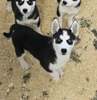 Kova girl 3, a female Siberian Husky for sale in Pittsville, WI – 3 of 10