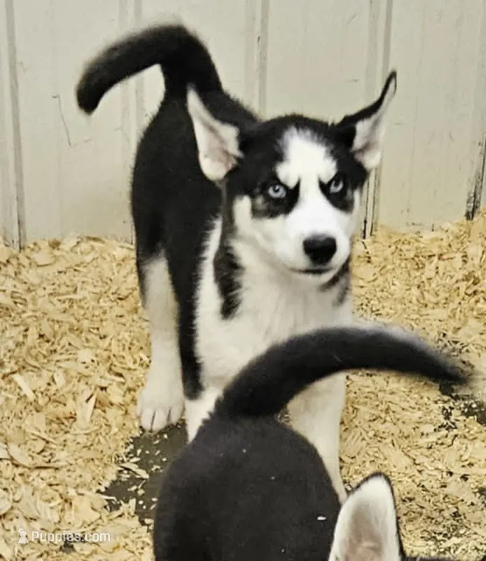 Kova boy 6 – Siberian Husky puppy for sale in Pittsville, WI