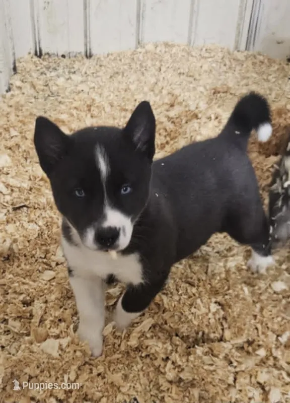 Nightmare boy 2 – Siberian Husky puppy for sale in Pittsville, WI