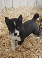 Nightmare boy 2, a male Siberian Husky for sale in Pittsville, WI – 1 of 4