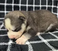 Kova boy 3, a male Siberian Husky for sale in Pittsville, WI – 1 of 1