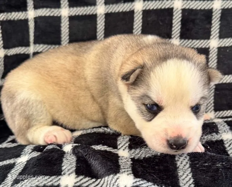 Boba boy 1 – Siberian Husky puppy for sale in Pittsville, WI