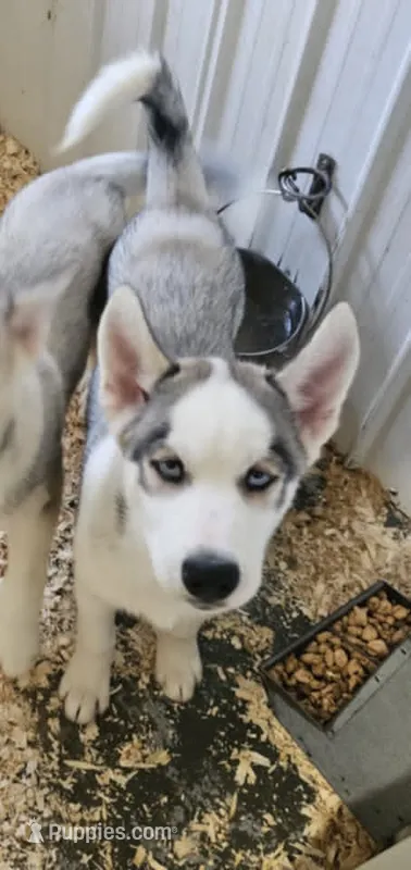 Boba boy 3 – Siberian Husky puppy for sale in Pittsville, WI
