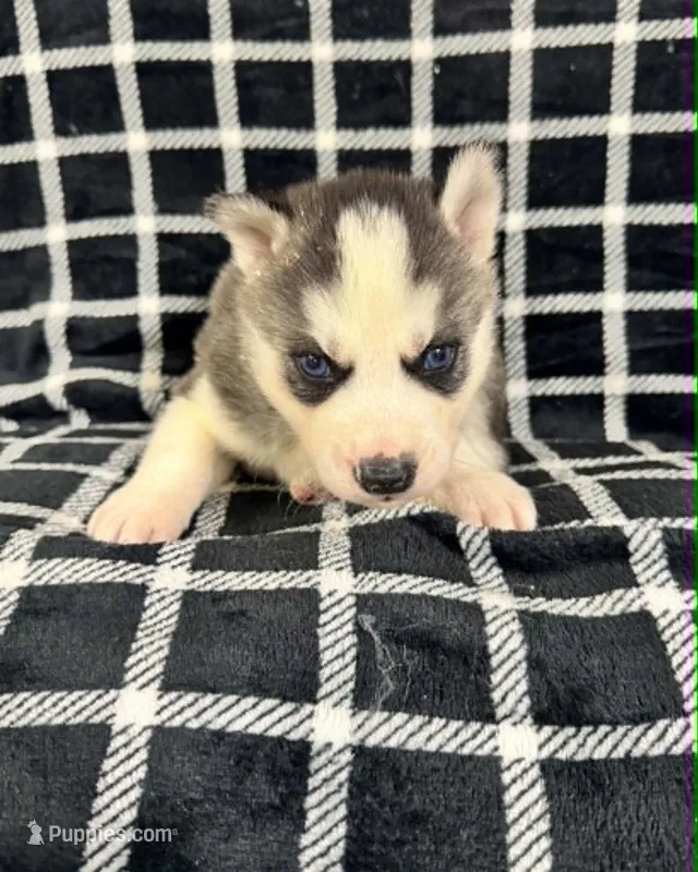 Kova boy 4 – Siberian Husky puppy for sale in Pittsville, WI