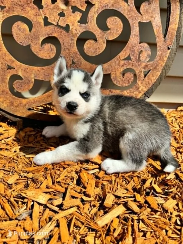 Kova boy 4 – Siberian Husky puppy for sale in Pittsville, WI