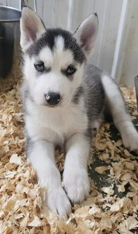 Annabelle boy 4 – Siberian Husky puppy for sale in Pittsville, WI
