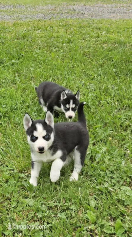Kova girl 3 – Siberian Husky puppy for sale in Pittsville, WI