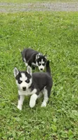 Kova girl 3, a female Siberian Husky for sale in Pittsville, WI – 4 of 8