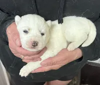 Luna boy 3, a male Siberian Husky for sale in Pittsville, WI – 1 of 1