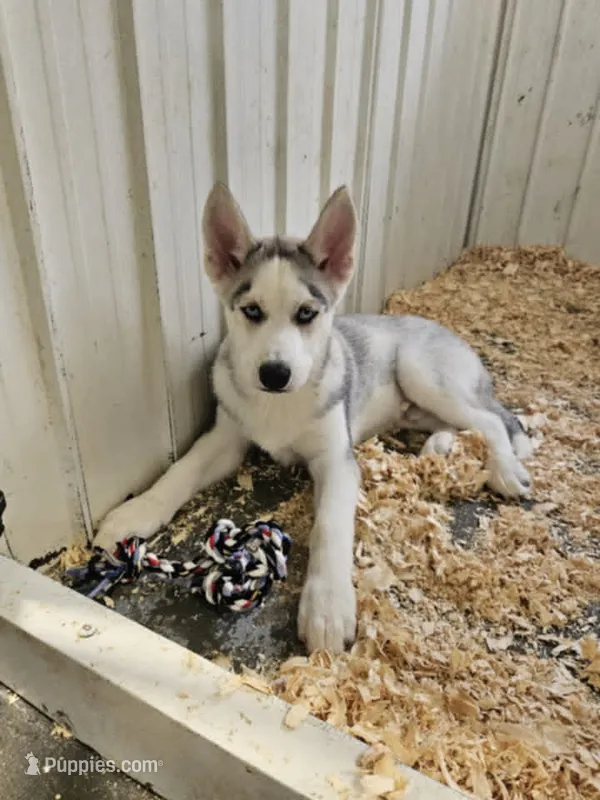 Boba boy 1 – Siberian Husky puppy for sale in Pittsville, WI