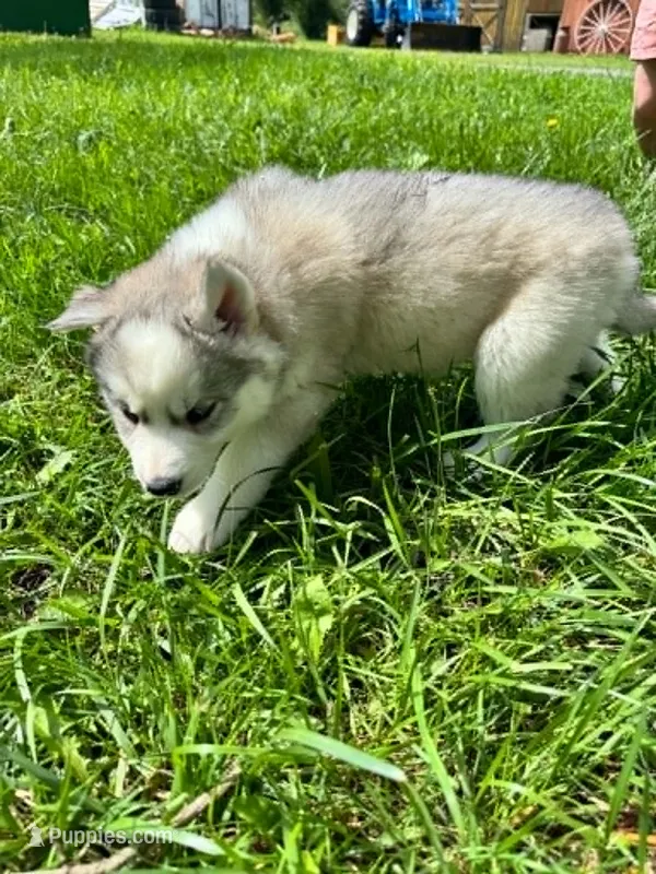 Boba girl 3 – Siberian Husky puppy for sale in Pittsville, WI