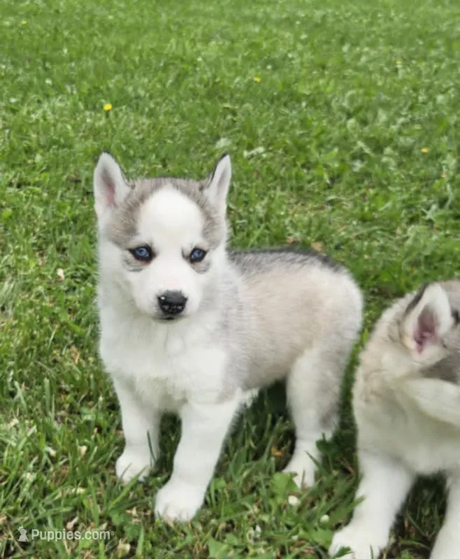 Boba girl 2 – Siberian Husky puppy for sale in Pittsville, WI