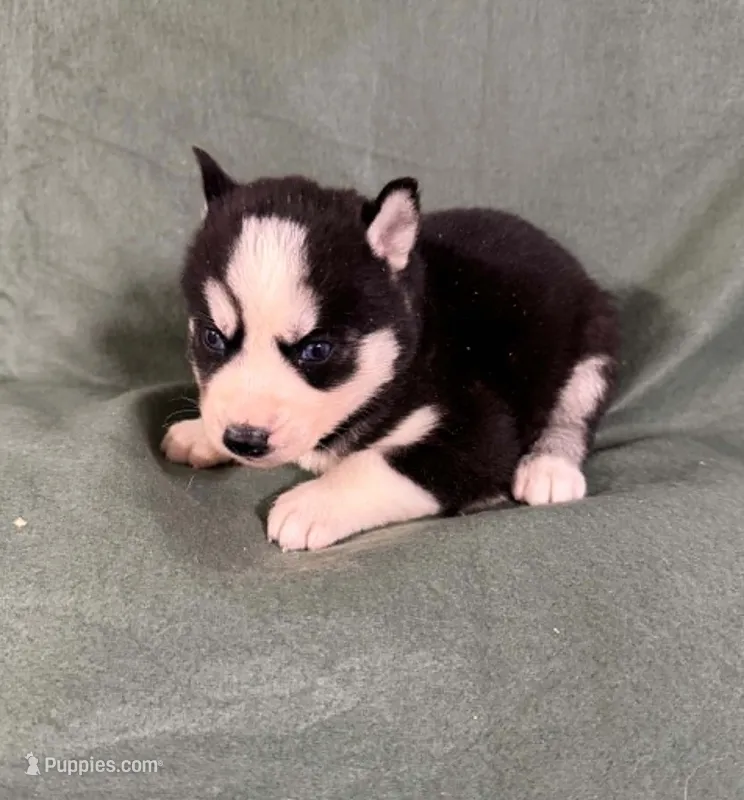 Kova girl 2 – Siberian Husky puppy for sale in Pittsville, WI