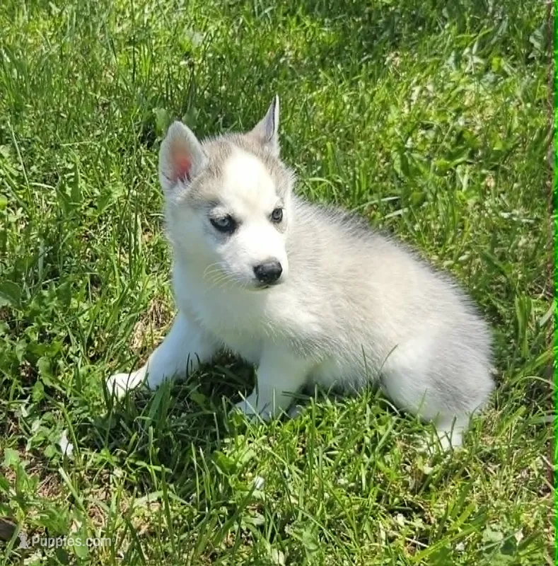Luna boy 1, a male Siberian Husky for sale in Pittsville, WI – 1 of 2