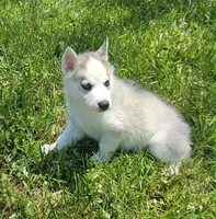 Luna boy 1, a male Siberian Husky for sale in Pittsville, WI – 1 of 2