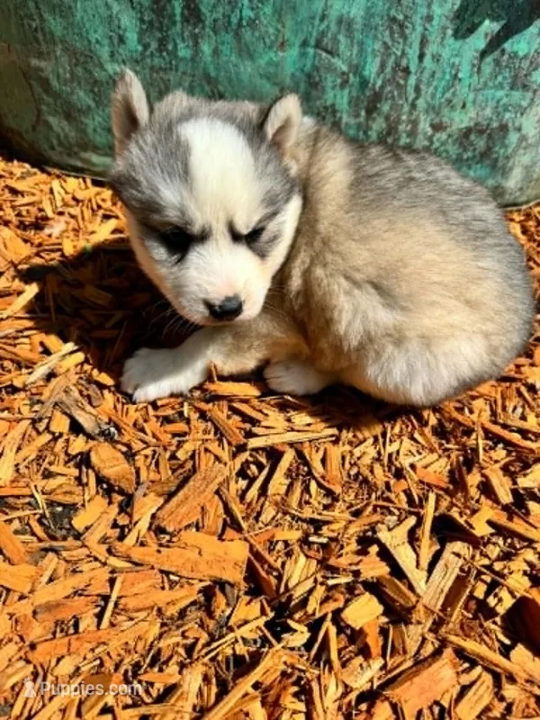 Boba girl 3 – Siberian Husky puppy for sale in Pittsville, WI
