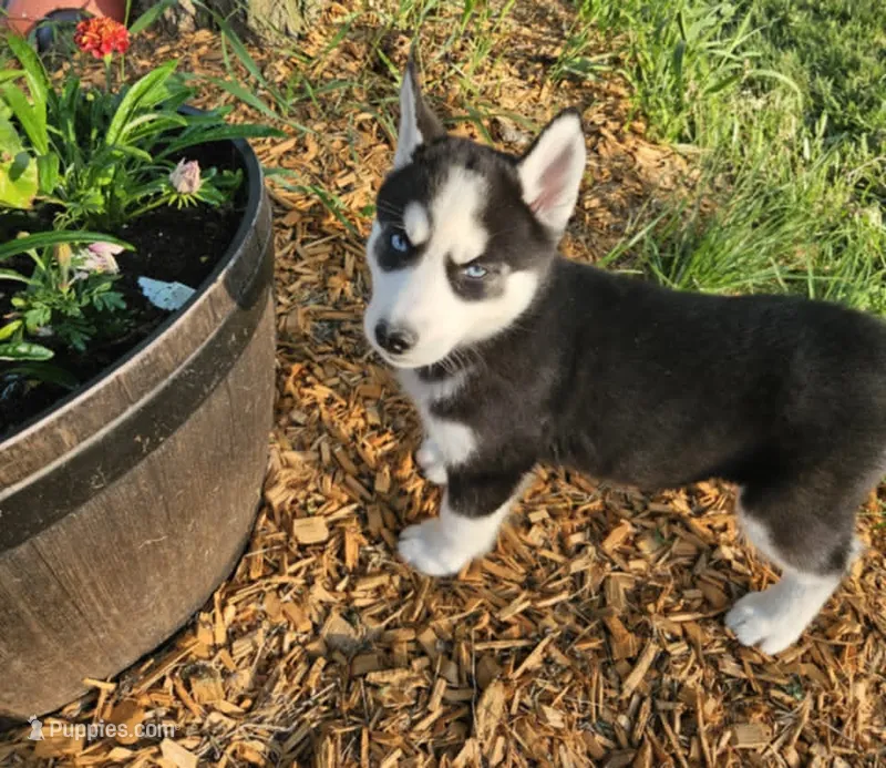 Kova girl 2 – Siberian Husky puppy for sale in Pittsville, WI