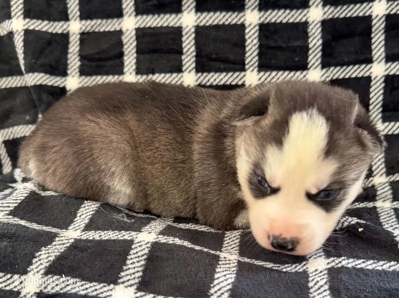 Kova boy 4 – Siberian Husky puppy for sale in Pittsville, WI
