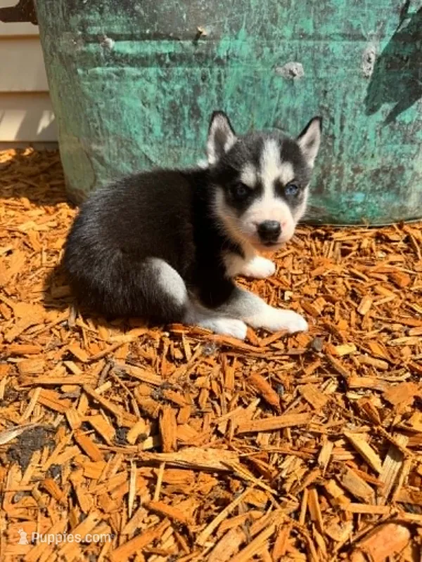 Kova girl 1 – Siberian Husky puppy for sale in Pittsville, WI