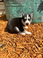 Kova girl 1, a female Siberian Husky for sale in Pittsville, WI – 5 of 10
