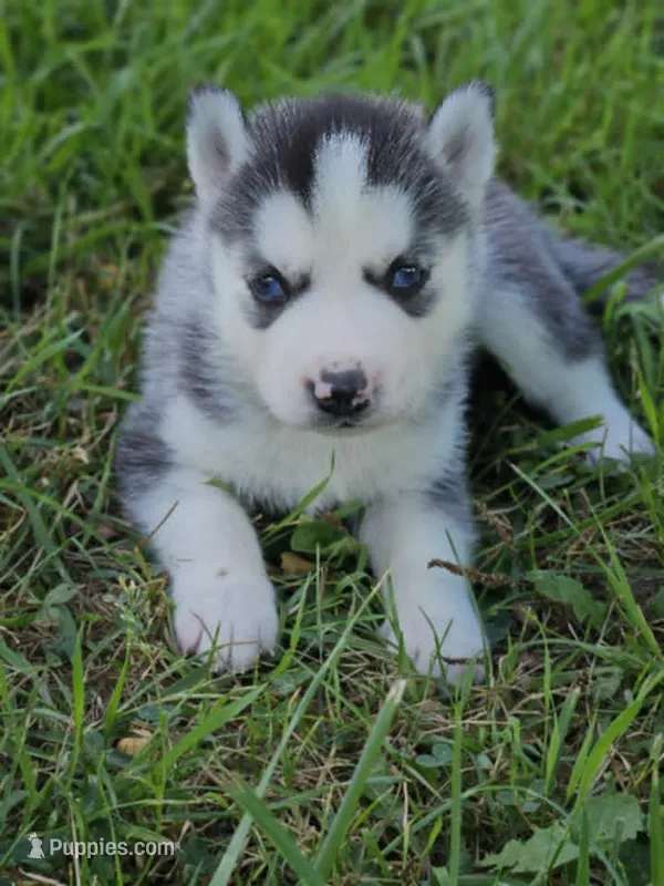 Annabelle boy 4 – Siberian Husky puppy for sale in Pittsville, WI