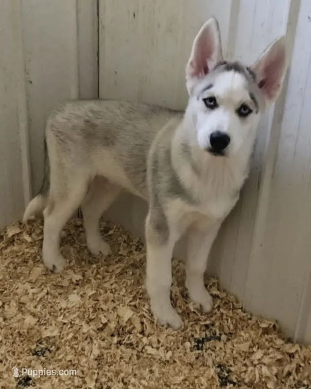 Boba boy 1 – Siberian Husky puppy for sale in Pittsville, WI