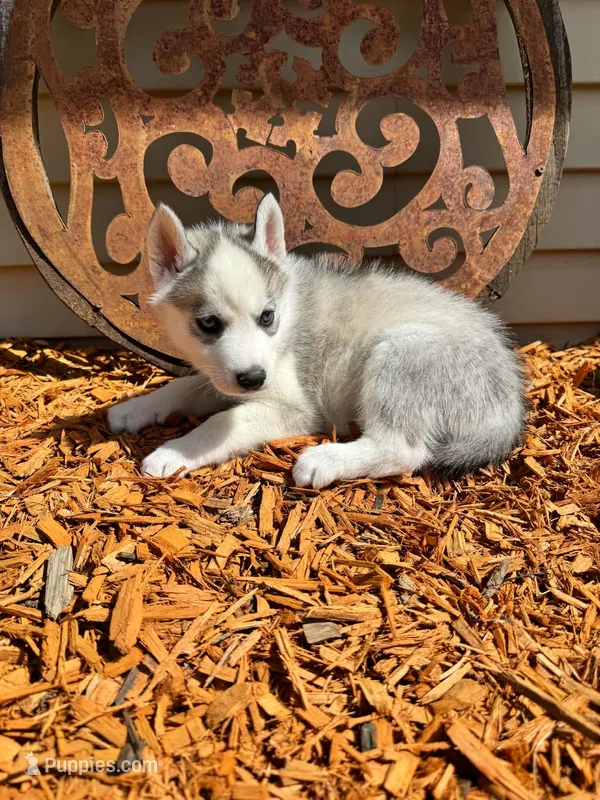 Luna boy 1 – Siberian Husky puppy for sale in Pittsville, WI