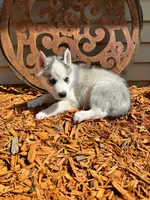 Luna boy 1, a male Siberian Husky for sale in Pittsville, WI – 2 of 2