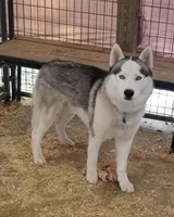 Boba girl 1, a female Siberian Husky for sale in Pittsville, WI – 2 of 3
