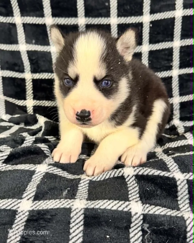 Kova boy 5 – Siberian Husky puppy for sale in Pittsville, WI
