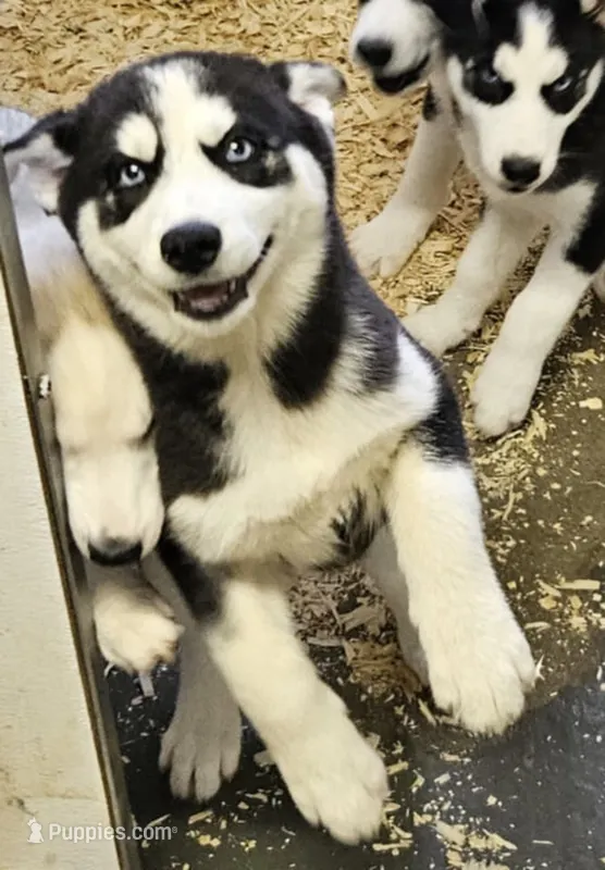 Kova girl 2 – Siberian Husky puppy for sale in Pittsville, WI