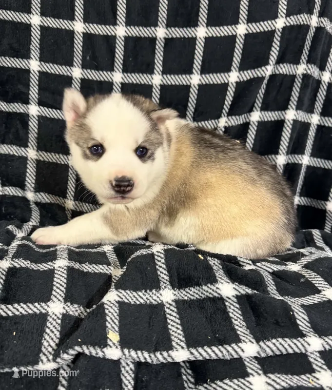 Boba boy 3 – Siberian Husky puppy for sale in Pittsville, WI