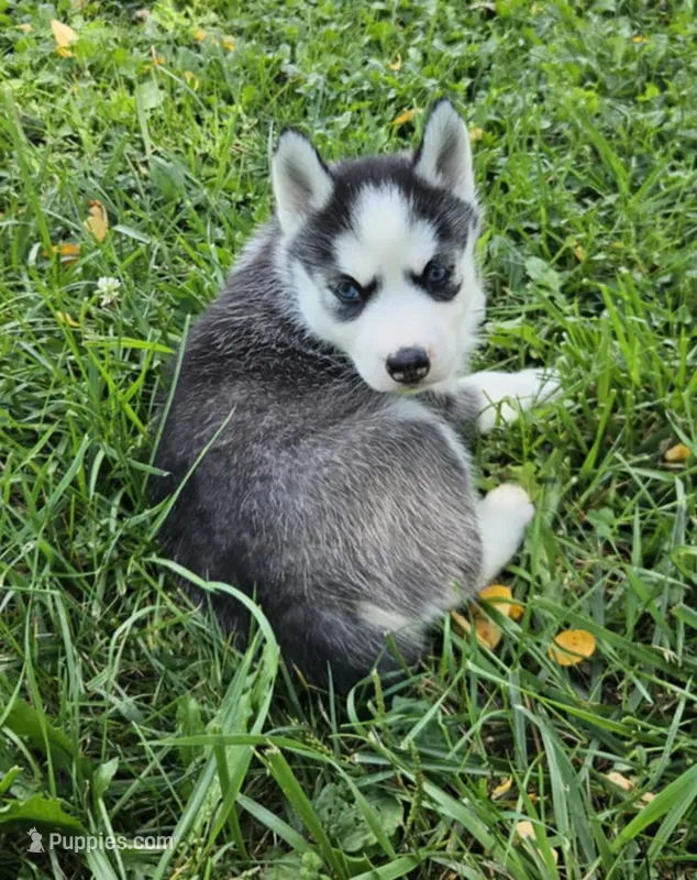 Annabelle girl 1 – Siberian Husky puppy for sale in Pittsville, WI