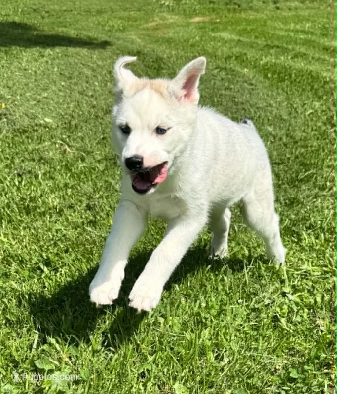 Boba girl 1 – Siberian Husky puppy for sale in Pittsville, WI