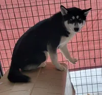 Kova boy 6, a male Siberian Husky for sale in Pittsville, WI – 9 of 9