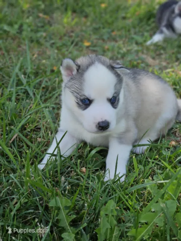 Annabelle boy 3 – Siberian Husky puppy for sale in Pittsville, WI