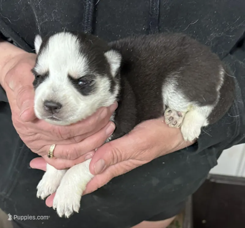Luna girl 3 – Siberian Husky puppy for sale in Pittsville, WI