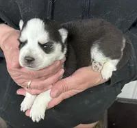 Luna girl 3, a female Siberian Husky for sale in Pittsville, WI – 1 of 1
