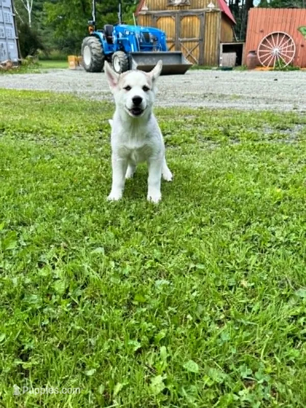 Boba boy 1 – Siberian Husky puppy for sale in Pittsville, WI